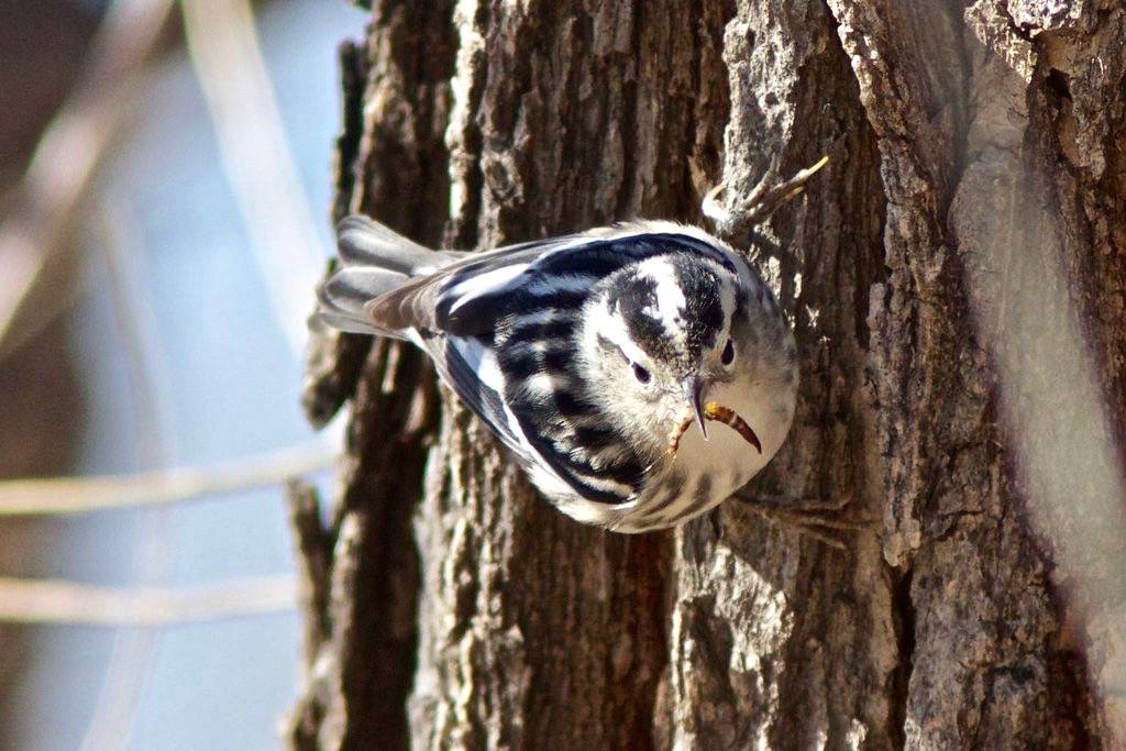 Black-and-white Warbler female by hmclin is licensed under CC BY-NC-ND 2.0